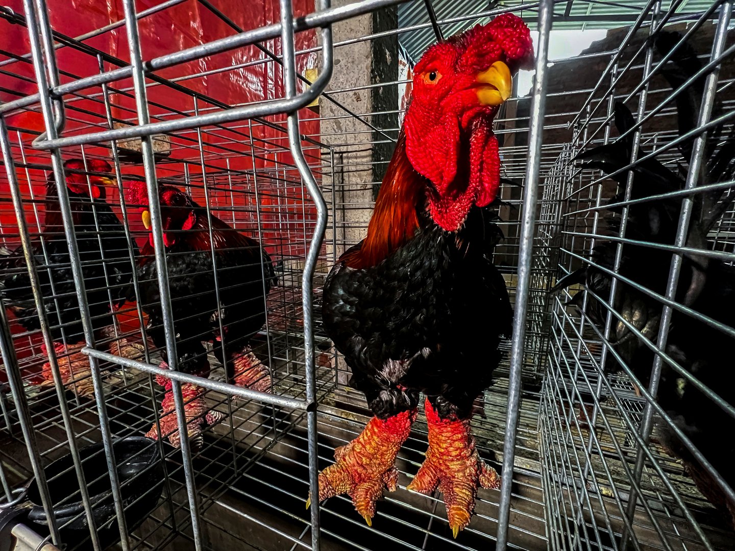 image Feet-tastic flavours: Bigfoot chicken takes wing in Vietnamese cuisine