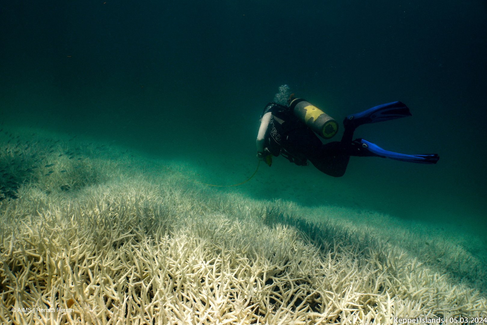 image Australia&#8217;s Great Barrier Reef suffers major coral bleaching