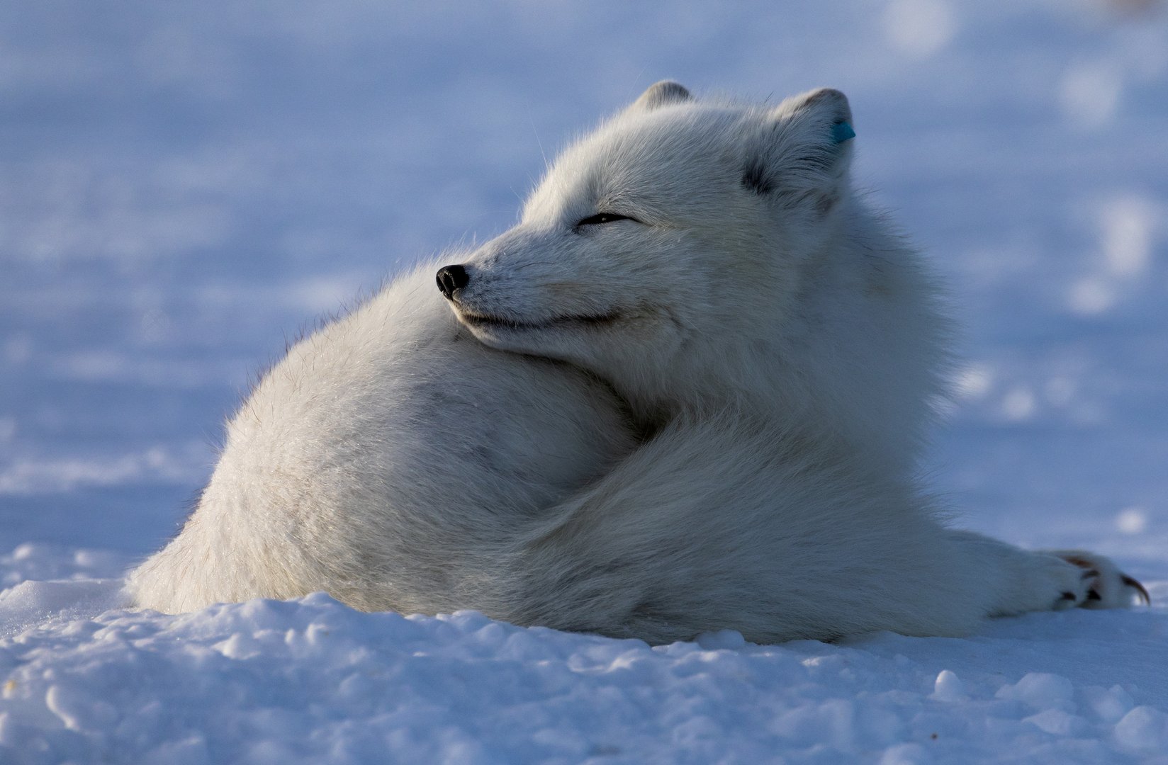 image Norway gives Arctic foxes a helping hand amid climate woes