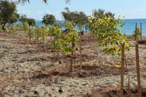 Dasoudi, Limassol, tree planting, tornado