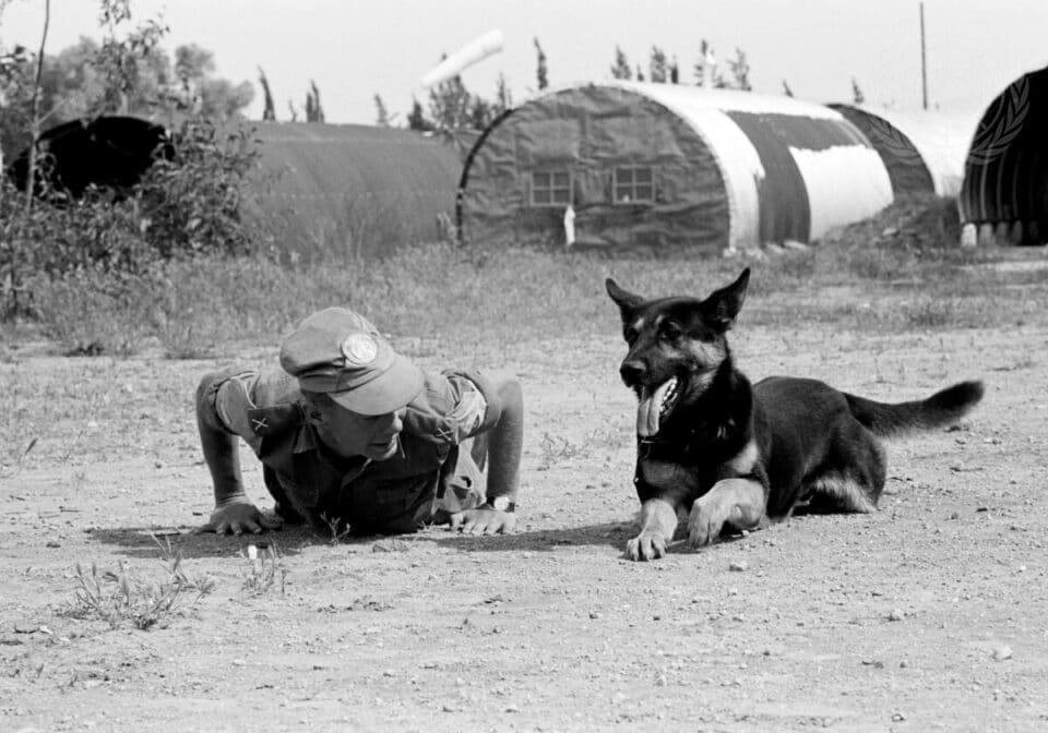 Sentry dog training at Unficyp Famagusta zone headquarters in 1965