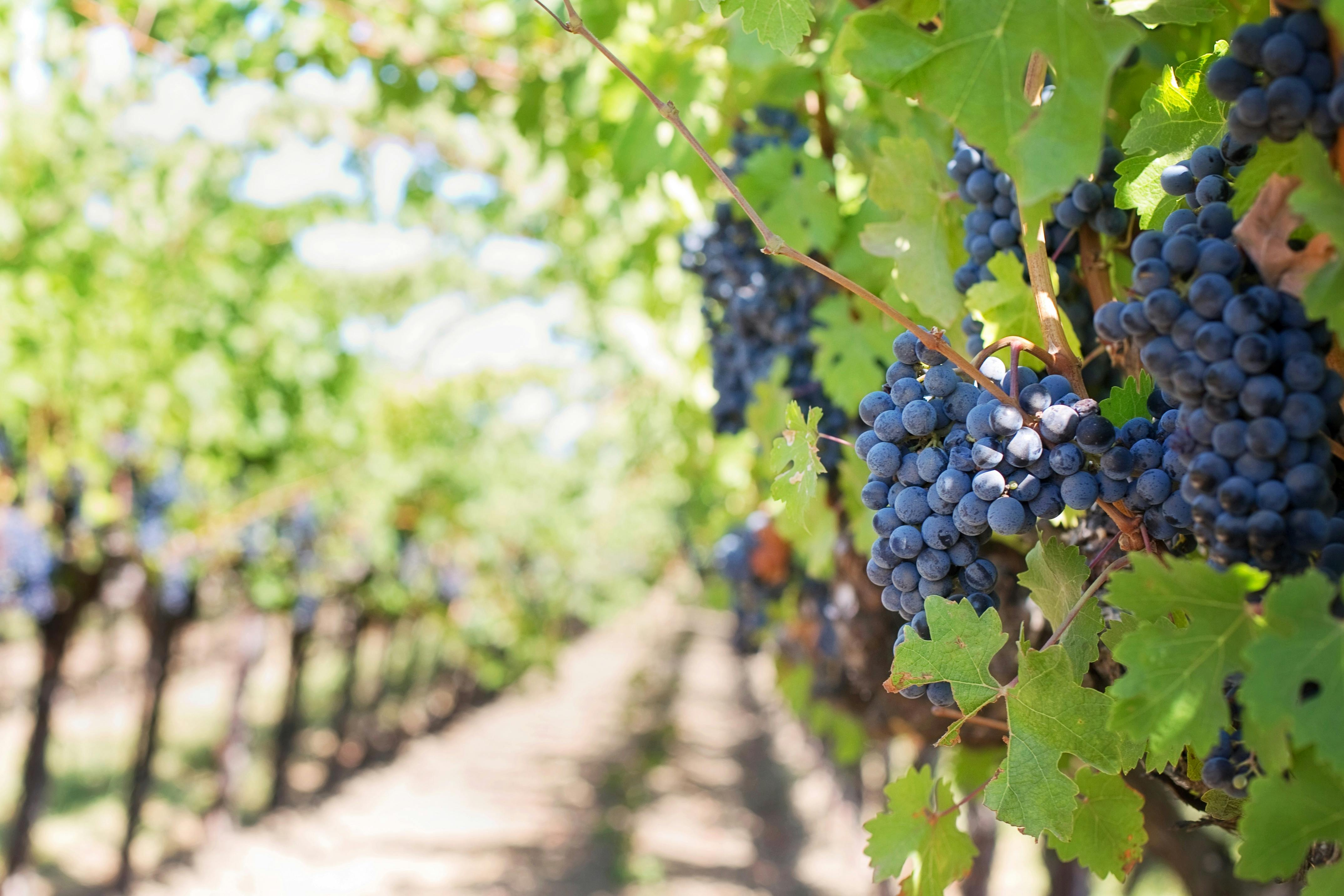 Government offers financial support to wine industry