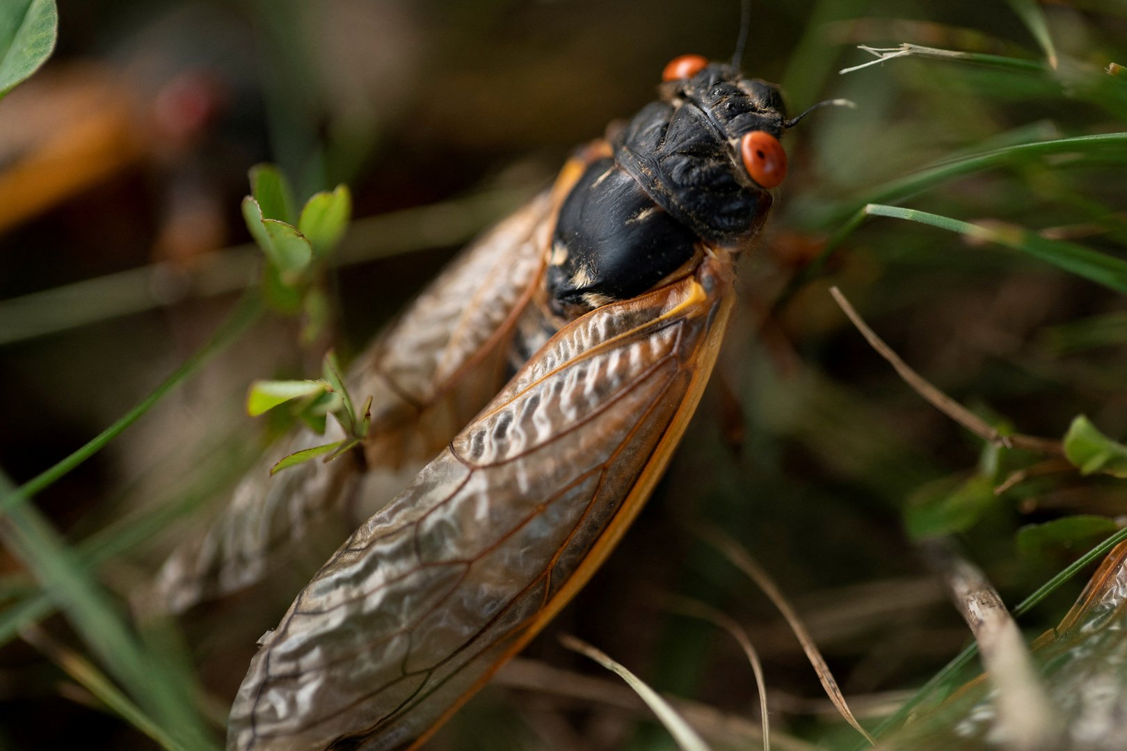 image Wide swath of US gets buggy as two cicada broods intrude