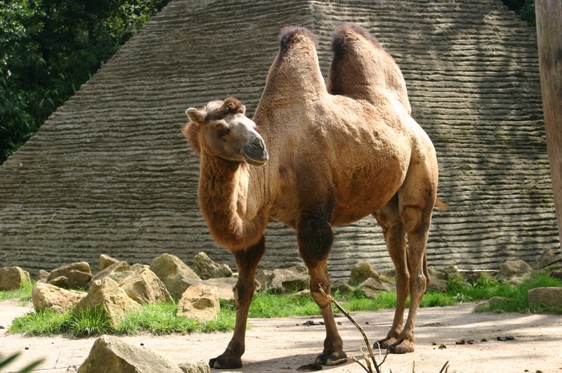 image Turning camels into cows: megafarms are being set up to produce camel milk on industrial scales