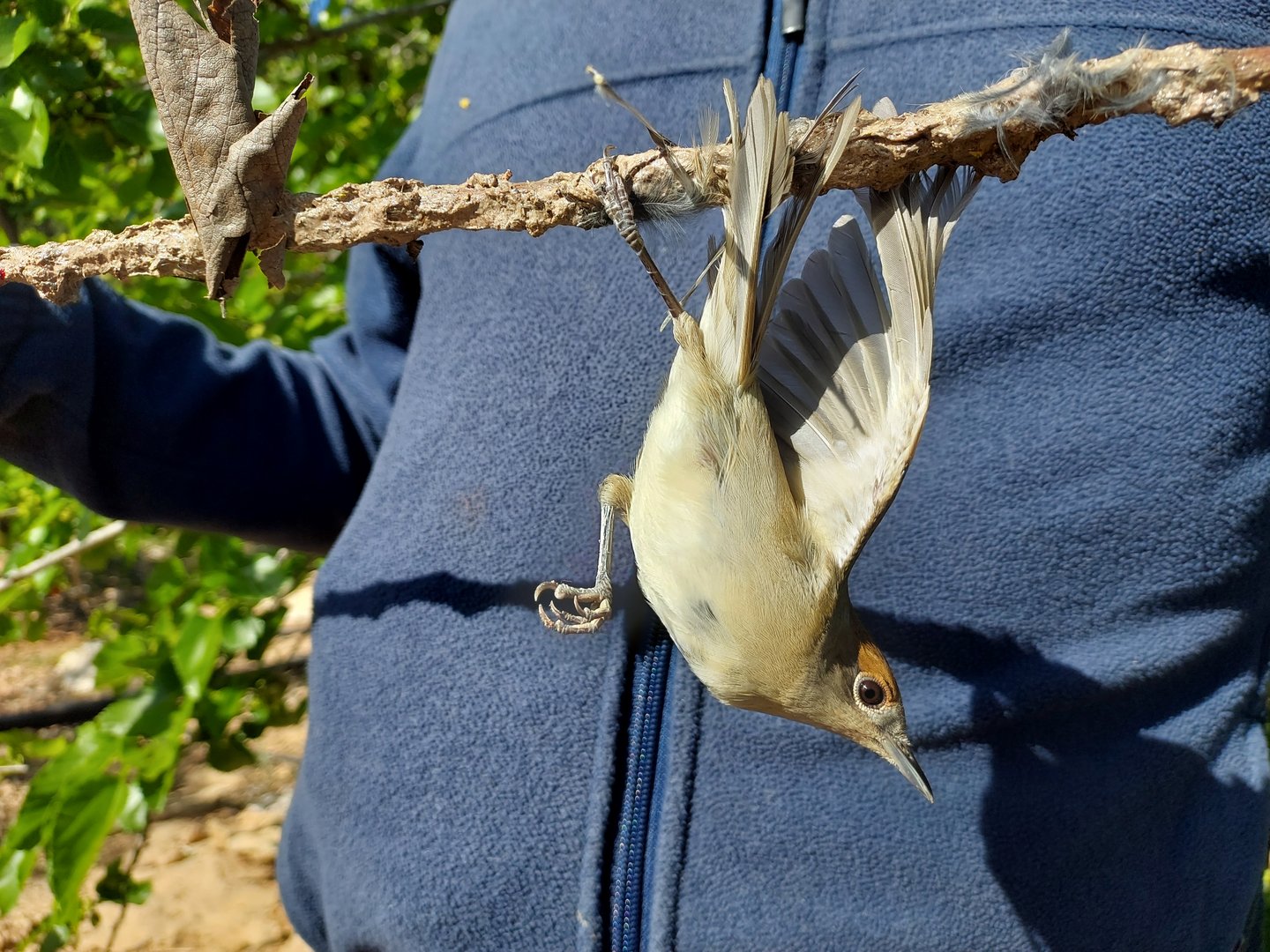 image CABS urges tough year-round fines for bird trapping