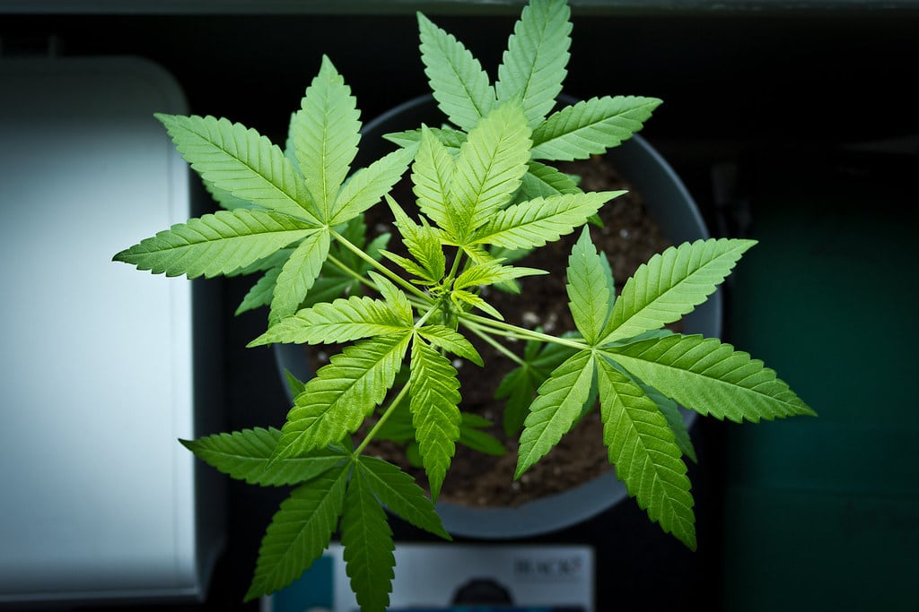 Police arrest man with six cannabis plants