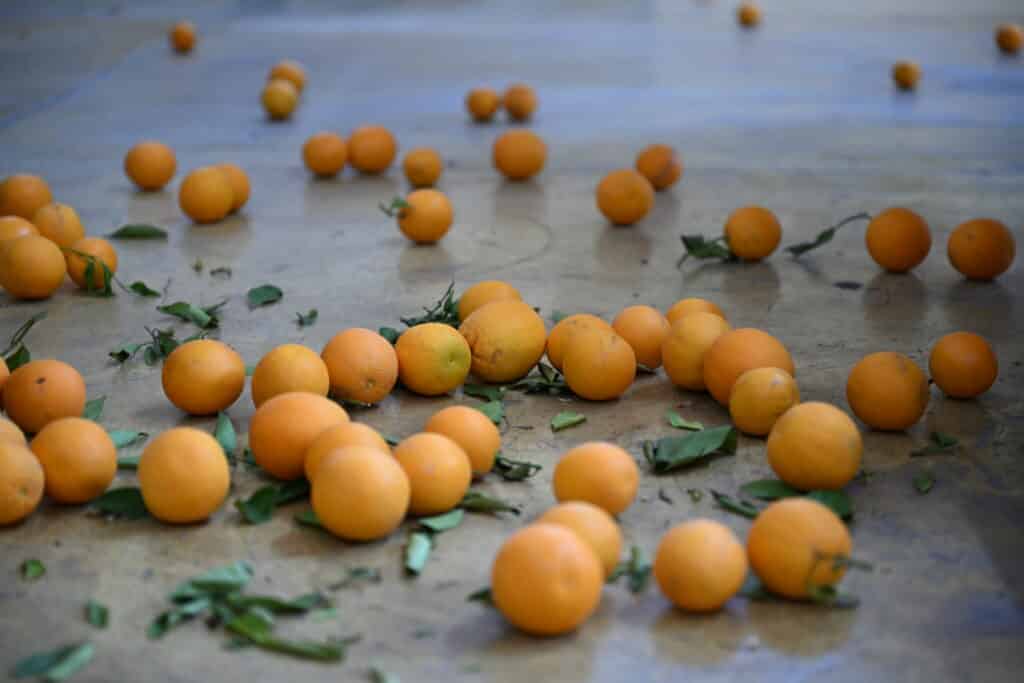 feature melissa a nod to the famous annual famagusta orange festival