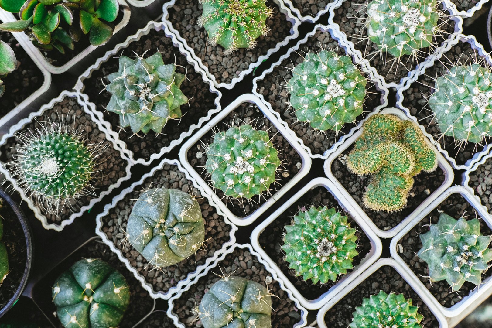 image Prickly Paradise: succulents everywhere