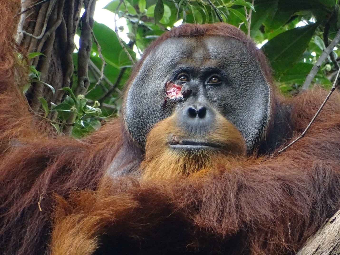 image Orangutan&#8217;s use of medicinal plant to treat wound intrigues scientists