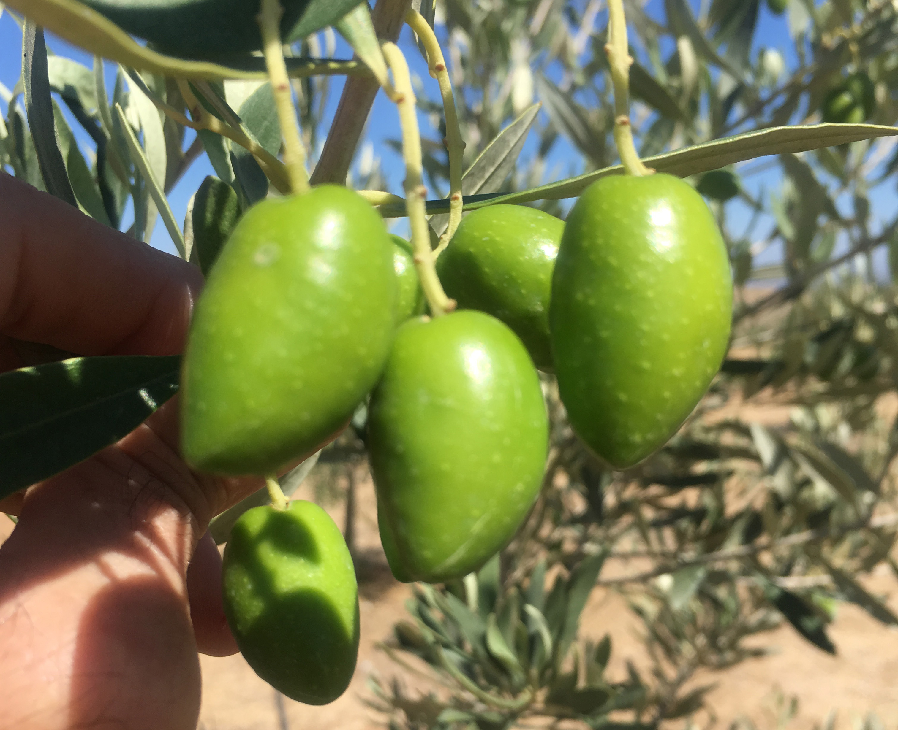 cover Learn all about Cyprus’ olive oil
