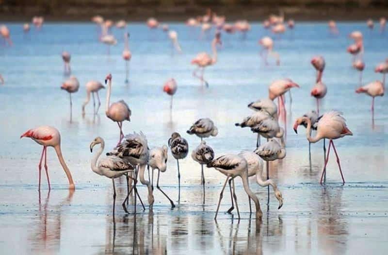 flamingos on akrotiri salt lake