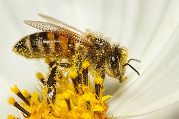 image Annual Ora bee festival returns