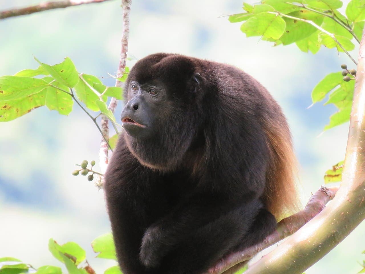 image Mexico&#8217;s howler monkeys dropping dead as heat toll mounts