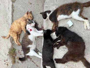 cover Cats brutally killed in Paphos