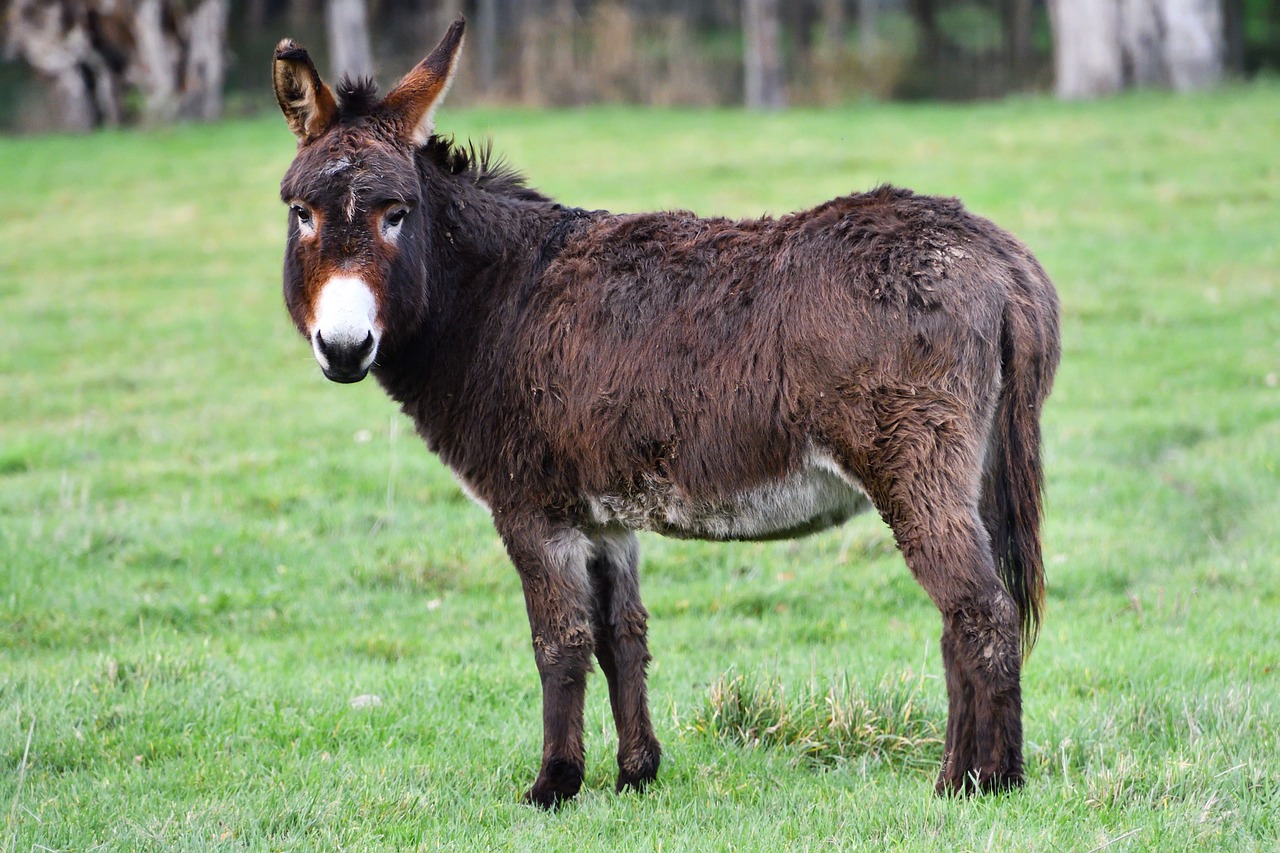 image Euthanising healthy donkeys in north ‘out of the question’