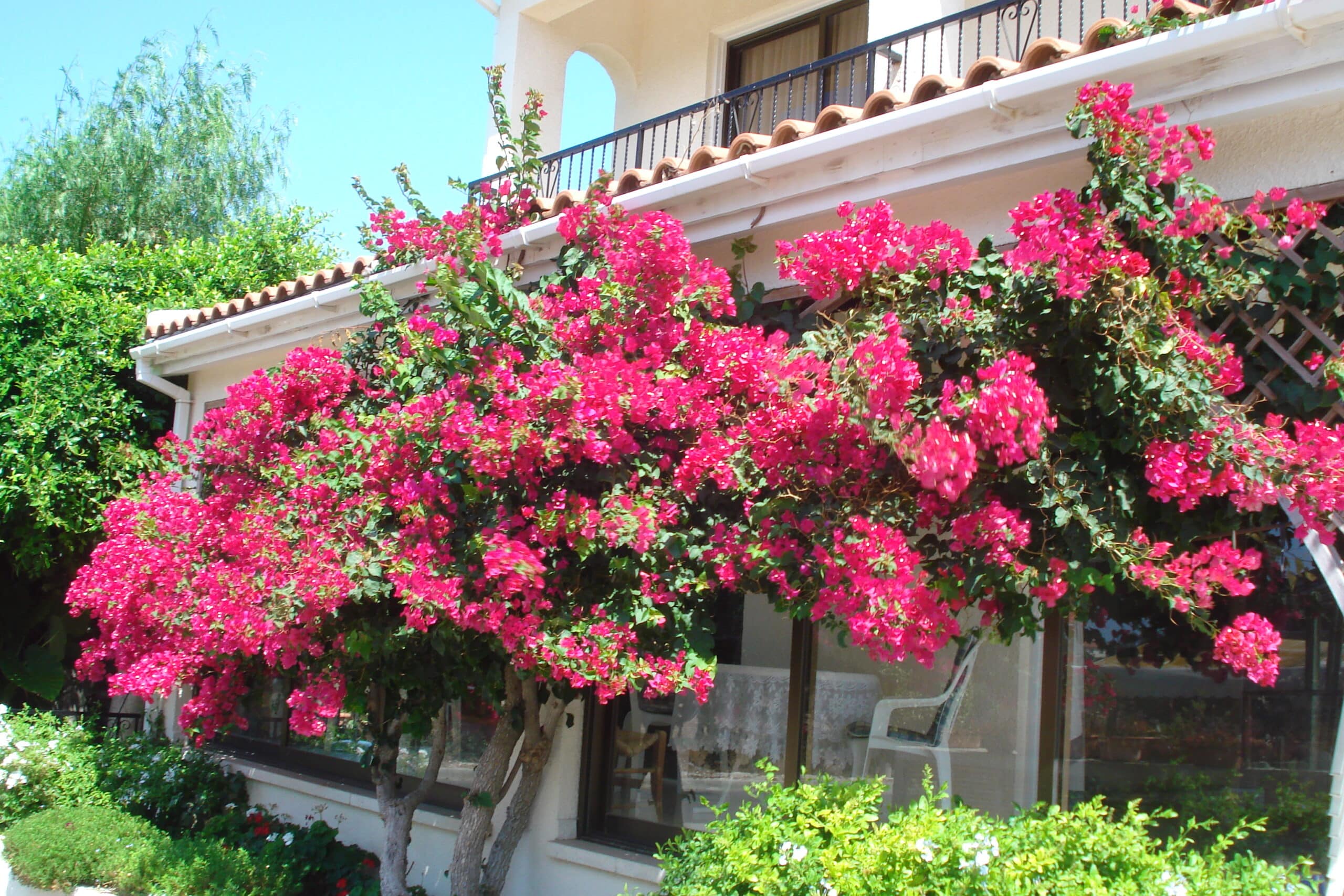feature garden plant of month bougainvillea over the front of a house