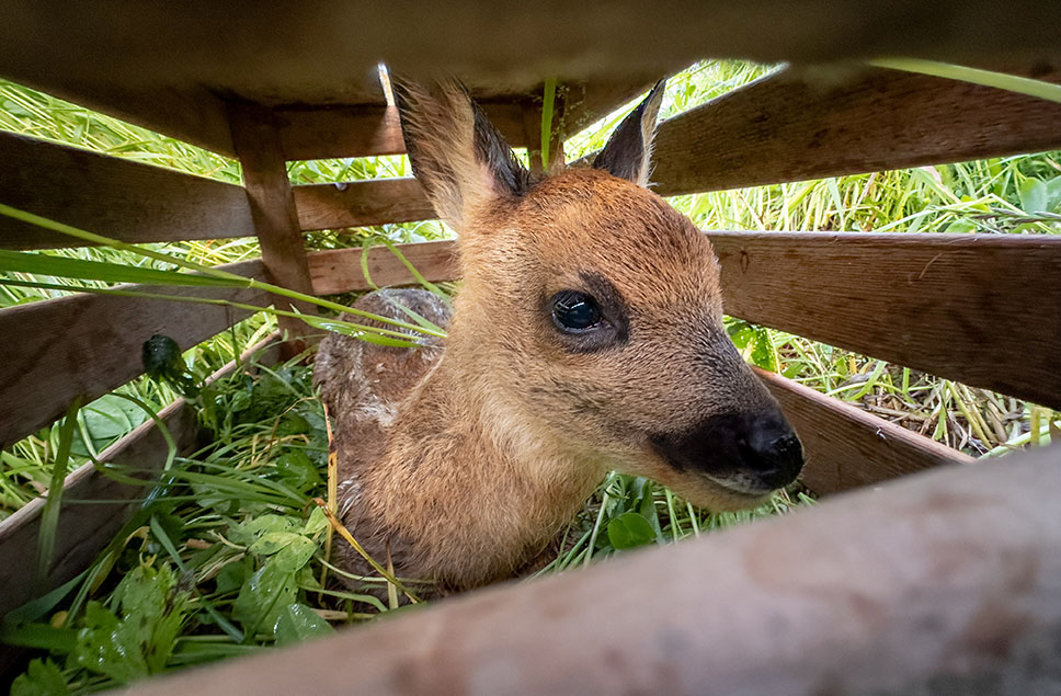 cover Swiss farmers use drones to find sheltering fawns, to save them from farm harm