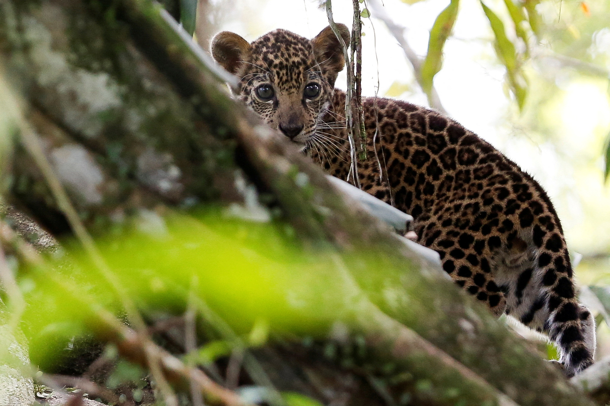 image Protecting 1.2% of Earth would prevent most extinctions, study says