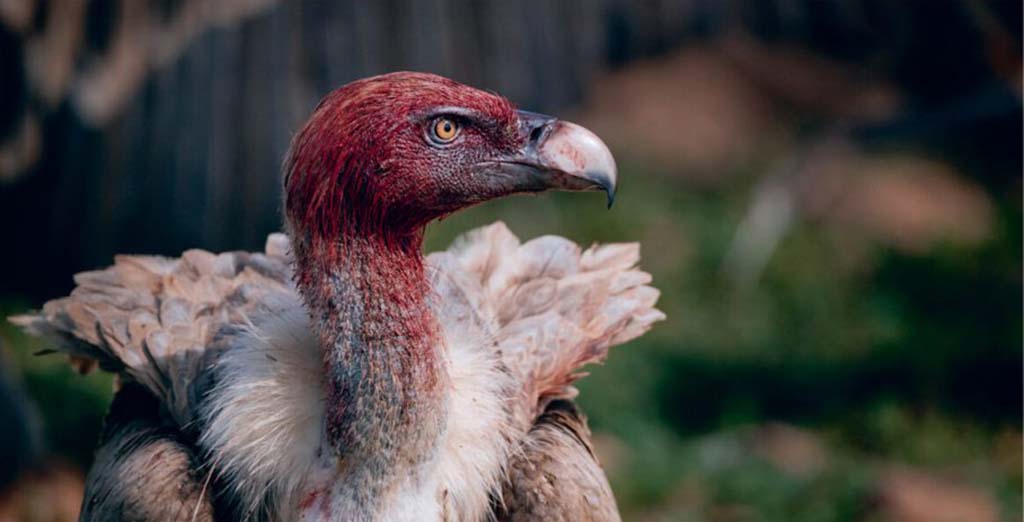 cover Exhibition looks at life with vultures