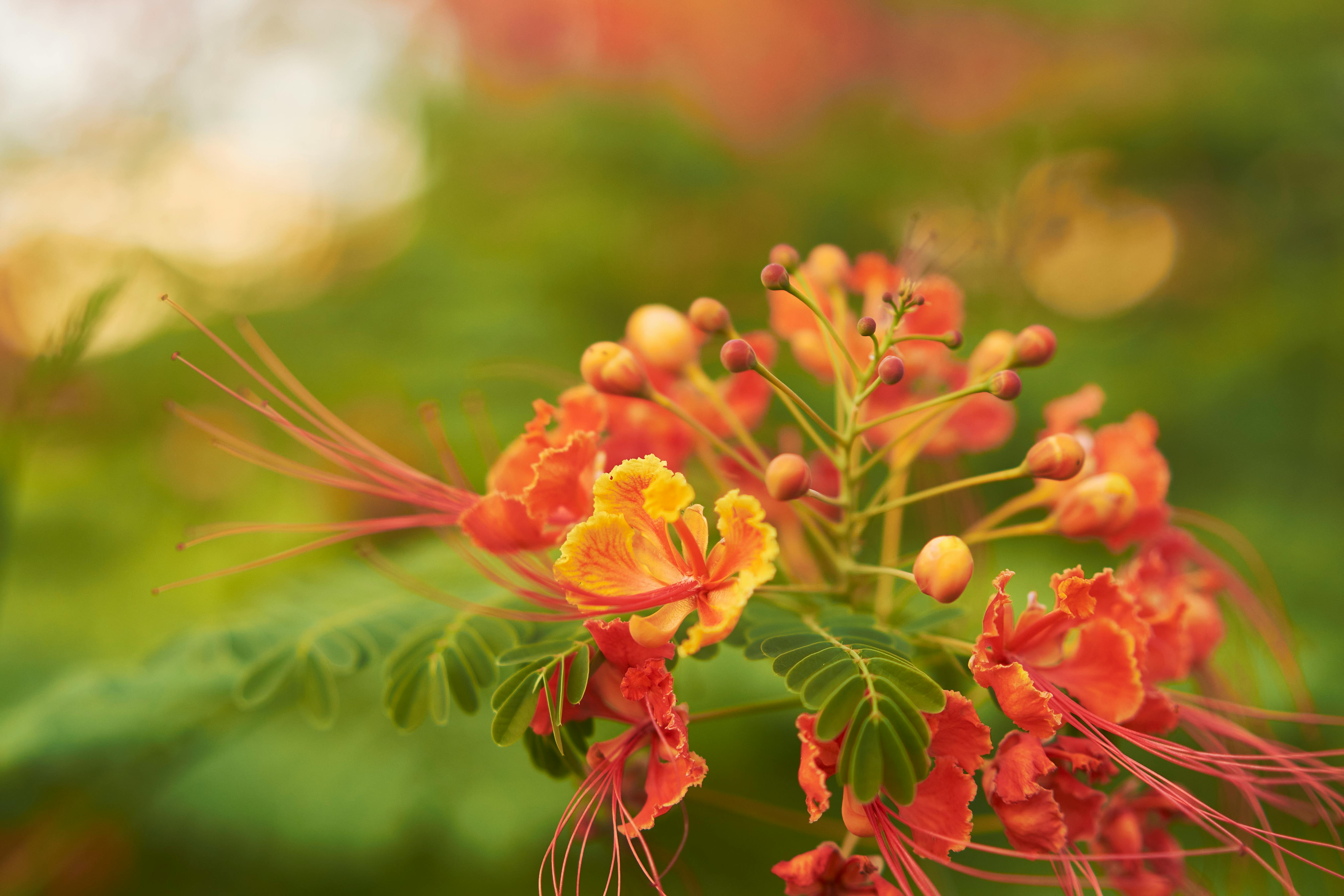 image Summer delights: Tropical trees and flowers that beat the heat