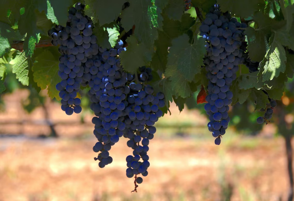 Australian wine sector a worrying case study for EU industries
