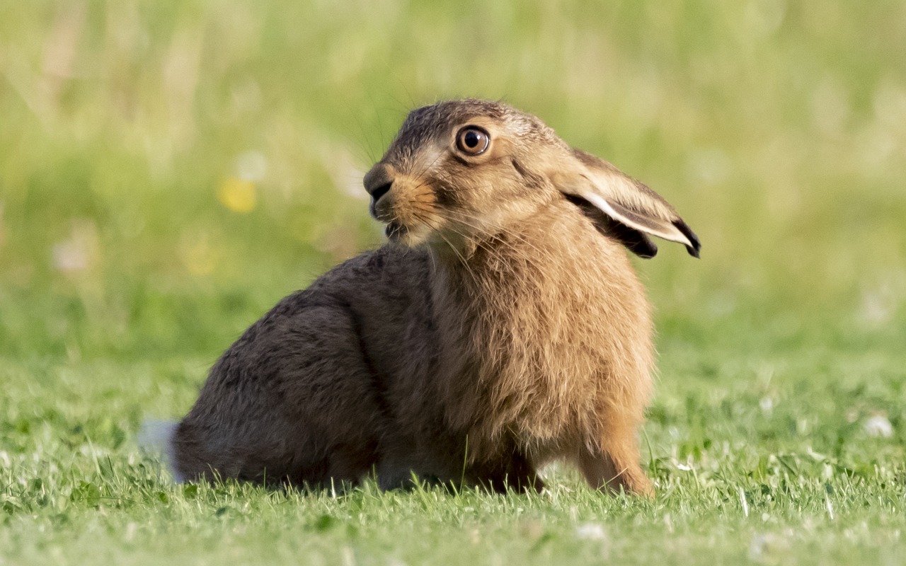 cover Paphos man fined for keeping hare corpse outside hunting season
