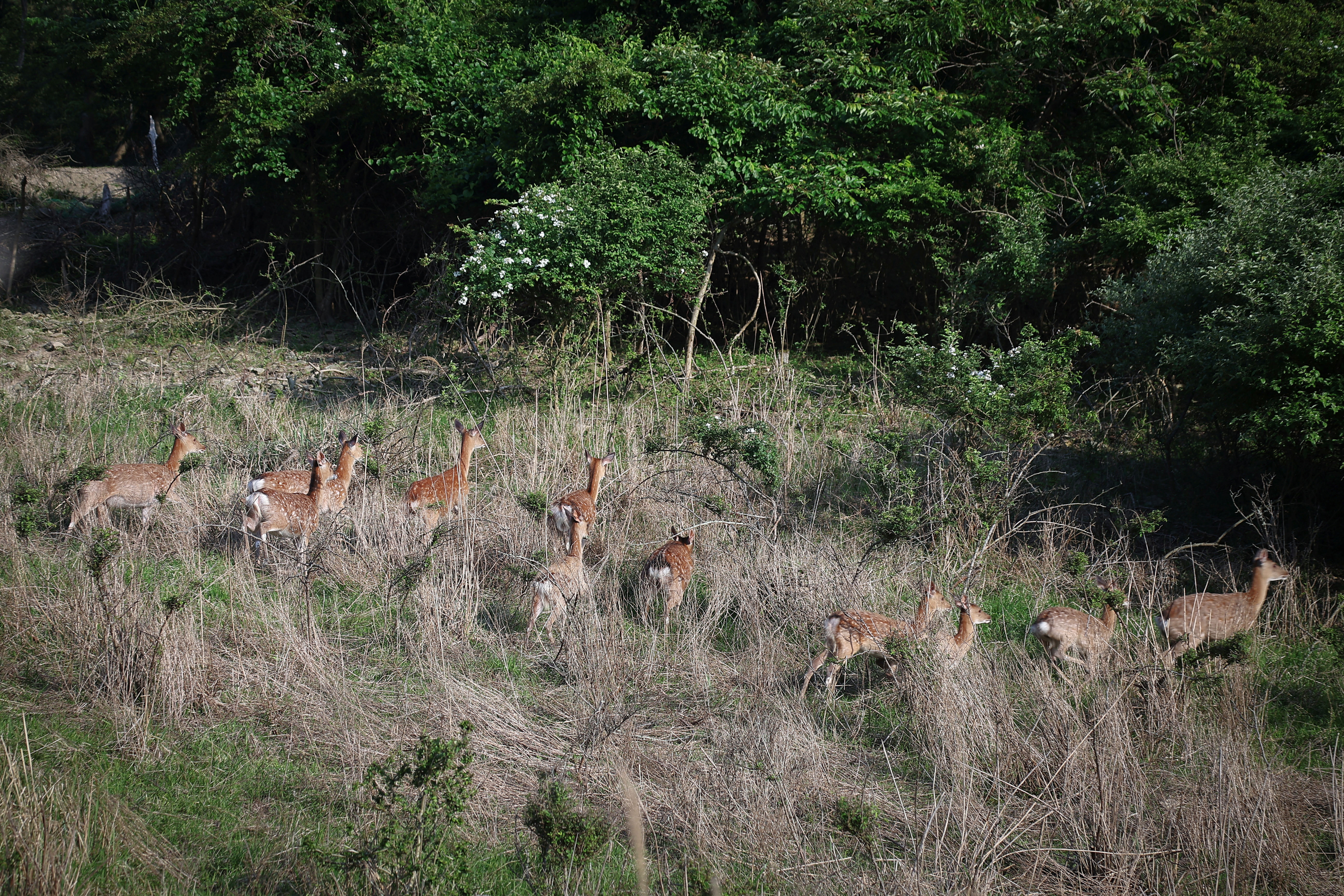 cover Swelling deer herd hems in South Korean islanders