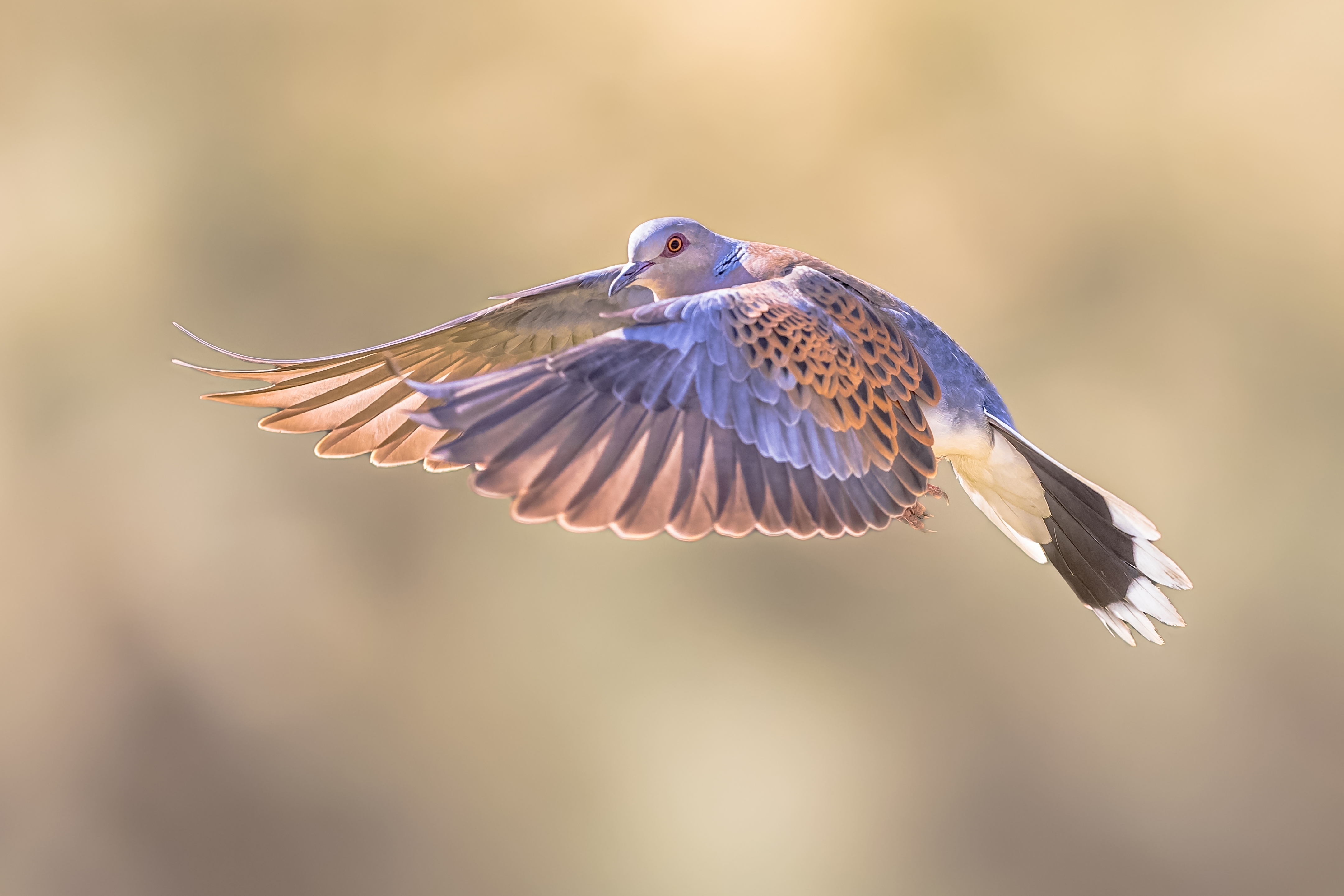Cyprus fails to allow recovery of turtle doves
