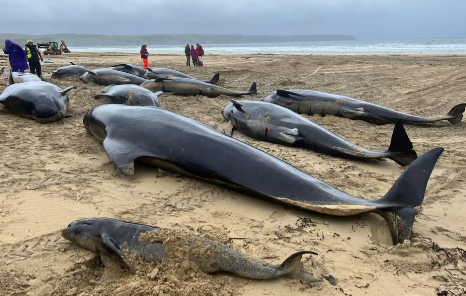 image At least 65 pilot whales die in Scottish mass stranding