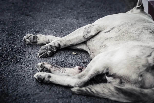 Dog killing horror in Ayioi Trimithias