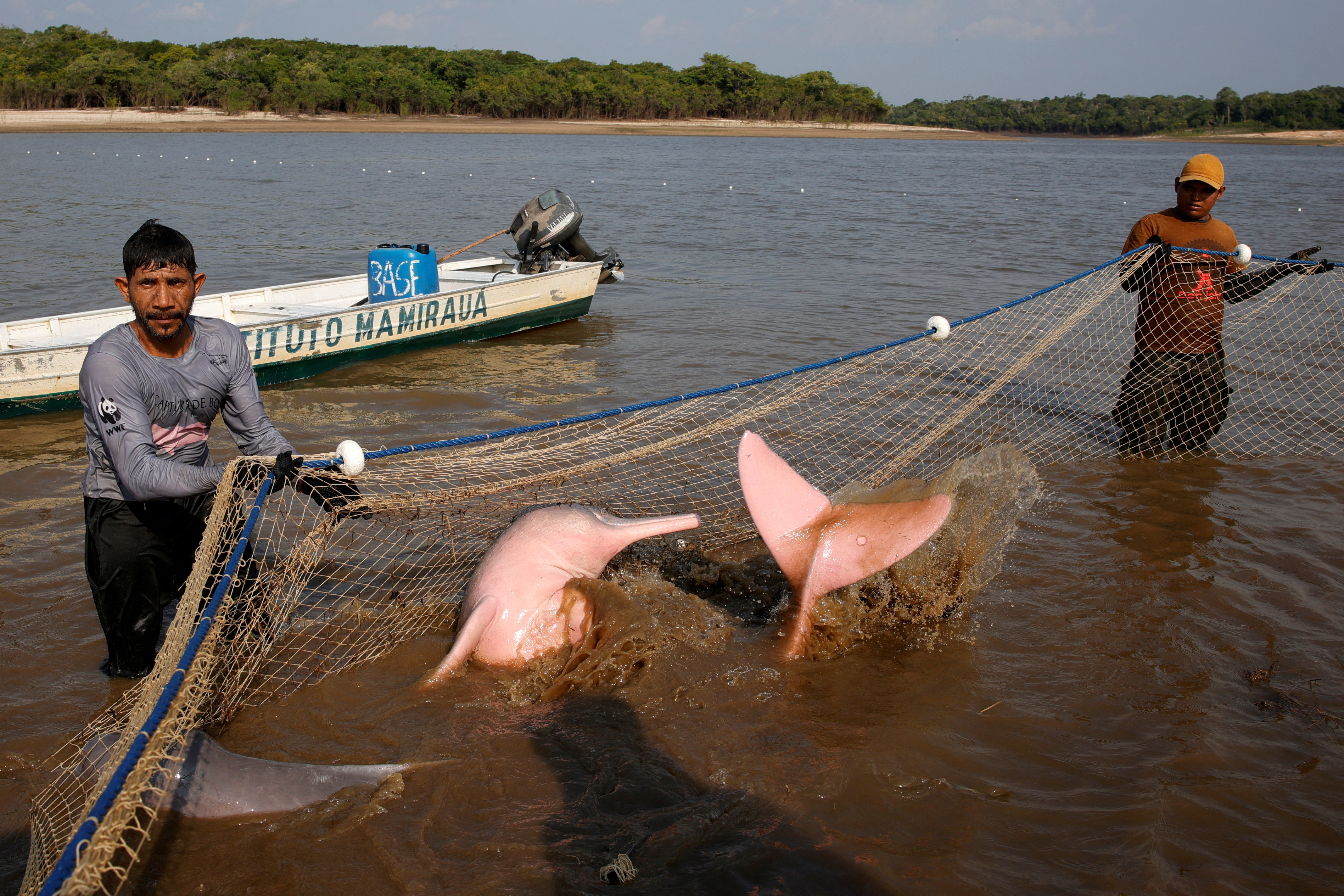 image Drought-threatened Amazon dolphins studied for climate change impact