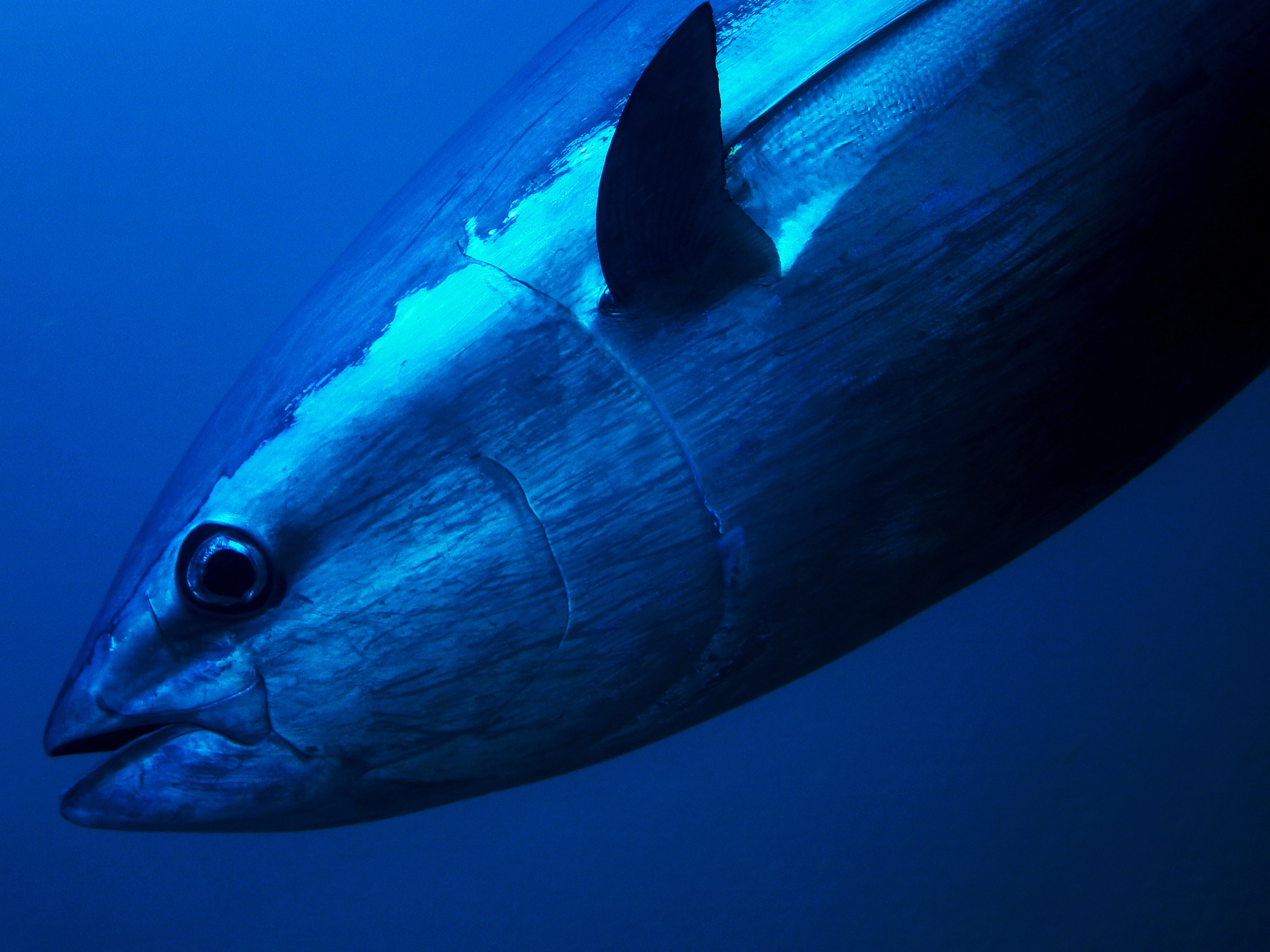 Fishermen catching bluefin tuna must throw it back