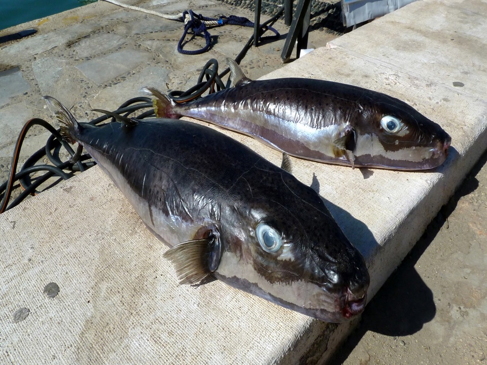 More support to cull invasive venomous fish