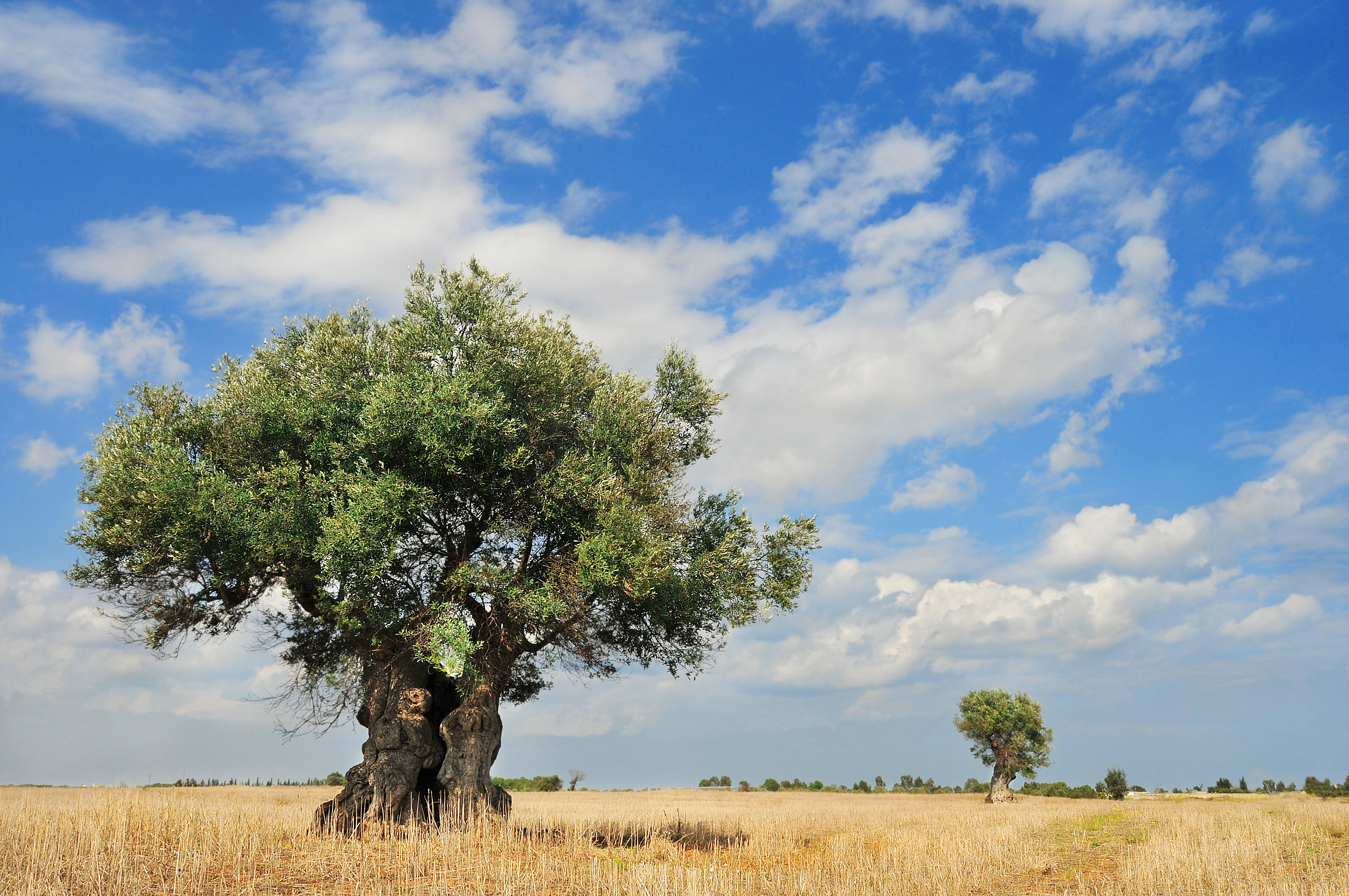 Thursday’s temperatures not expected to exceed 38C inland