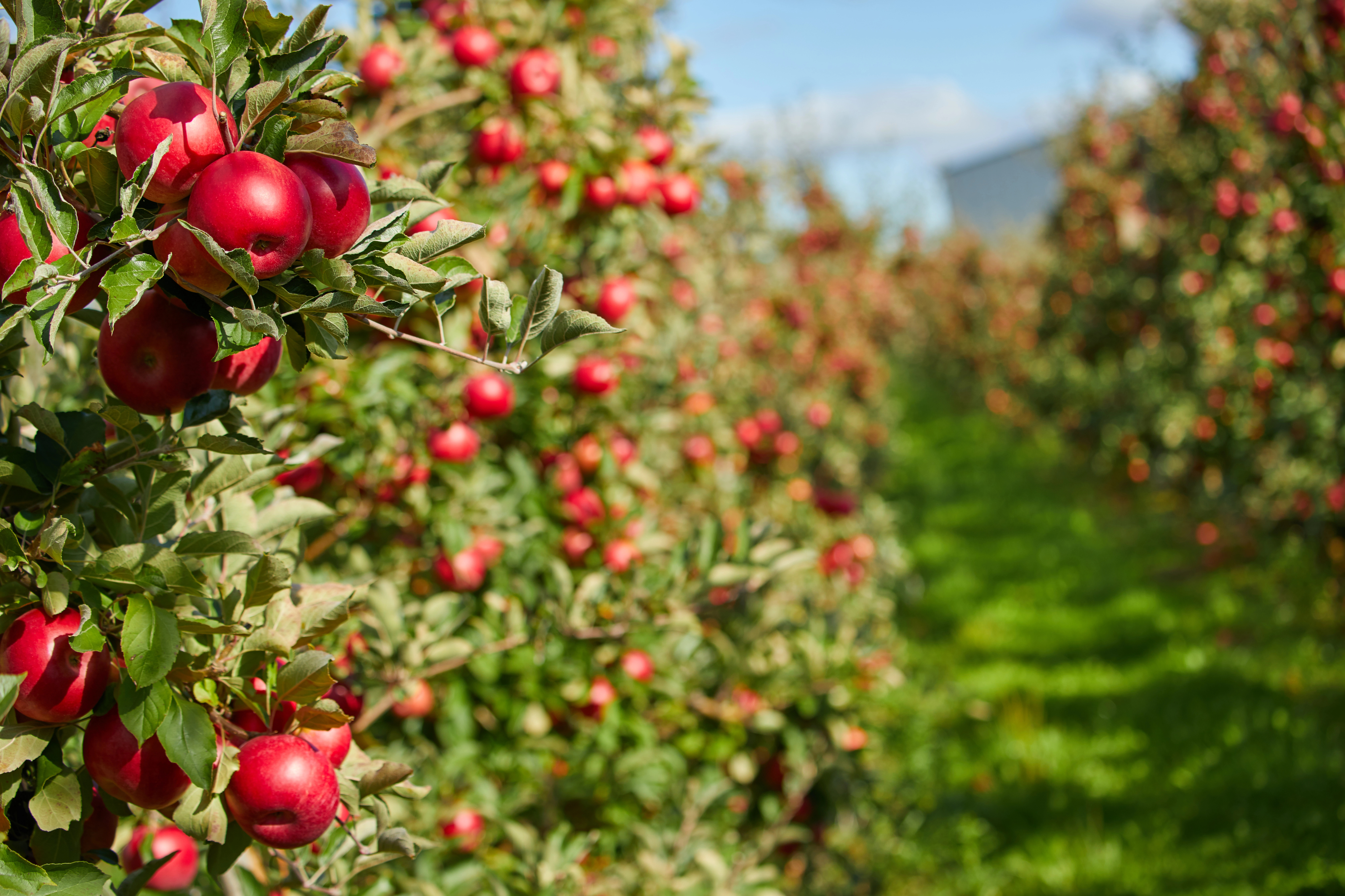 A delicious history of the apple