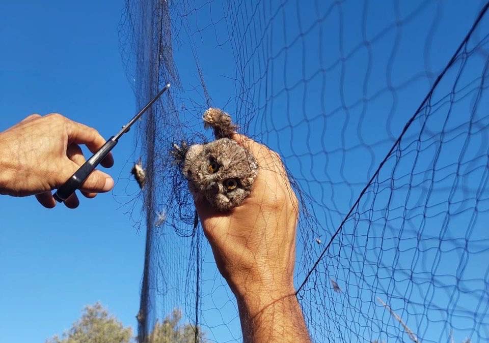 Three arrested for bird trapping in the bases