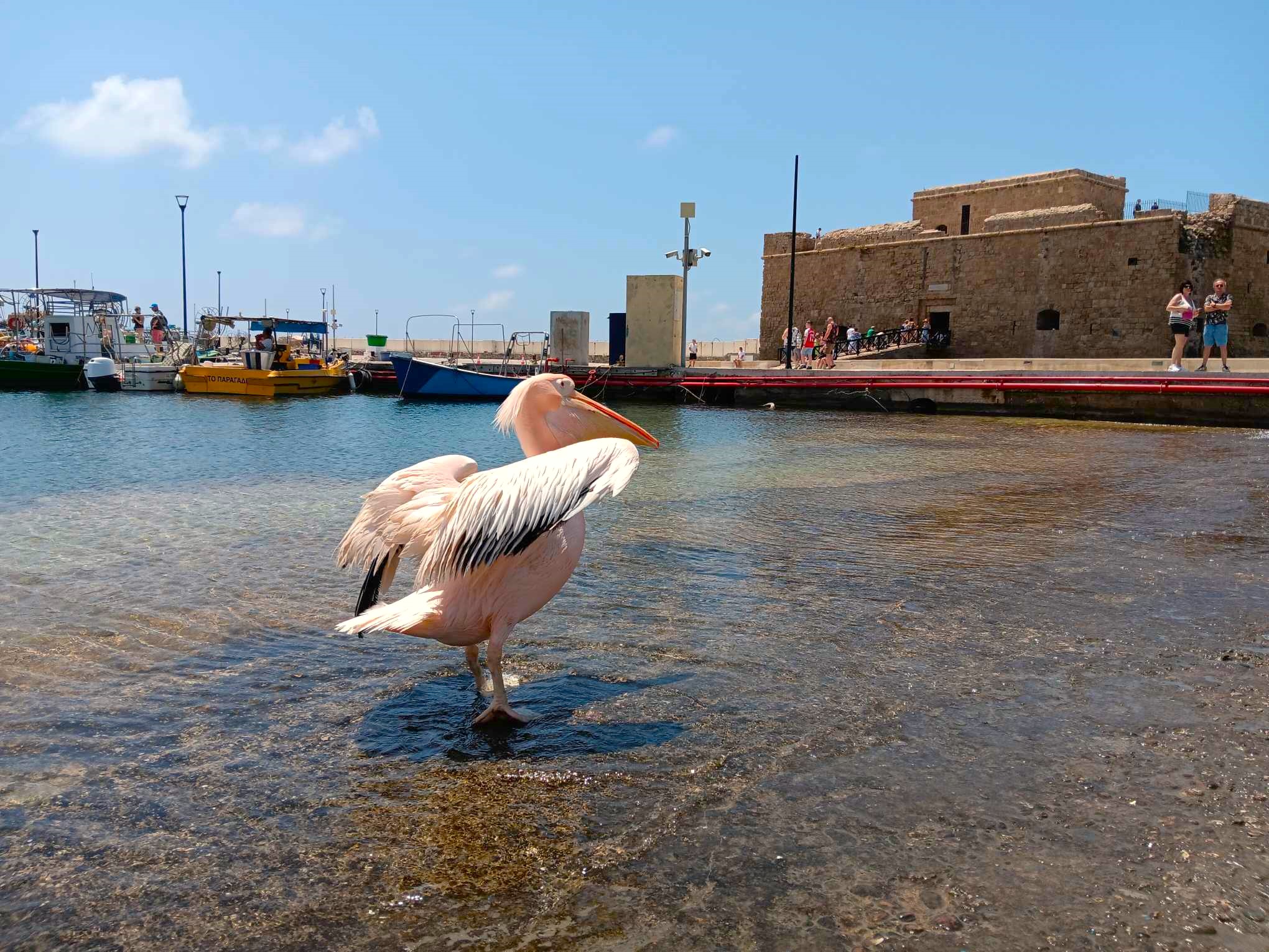 image The true story of the Paphos pelican