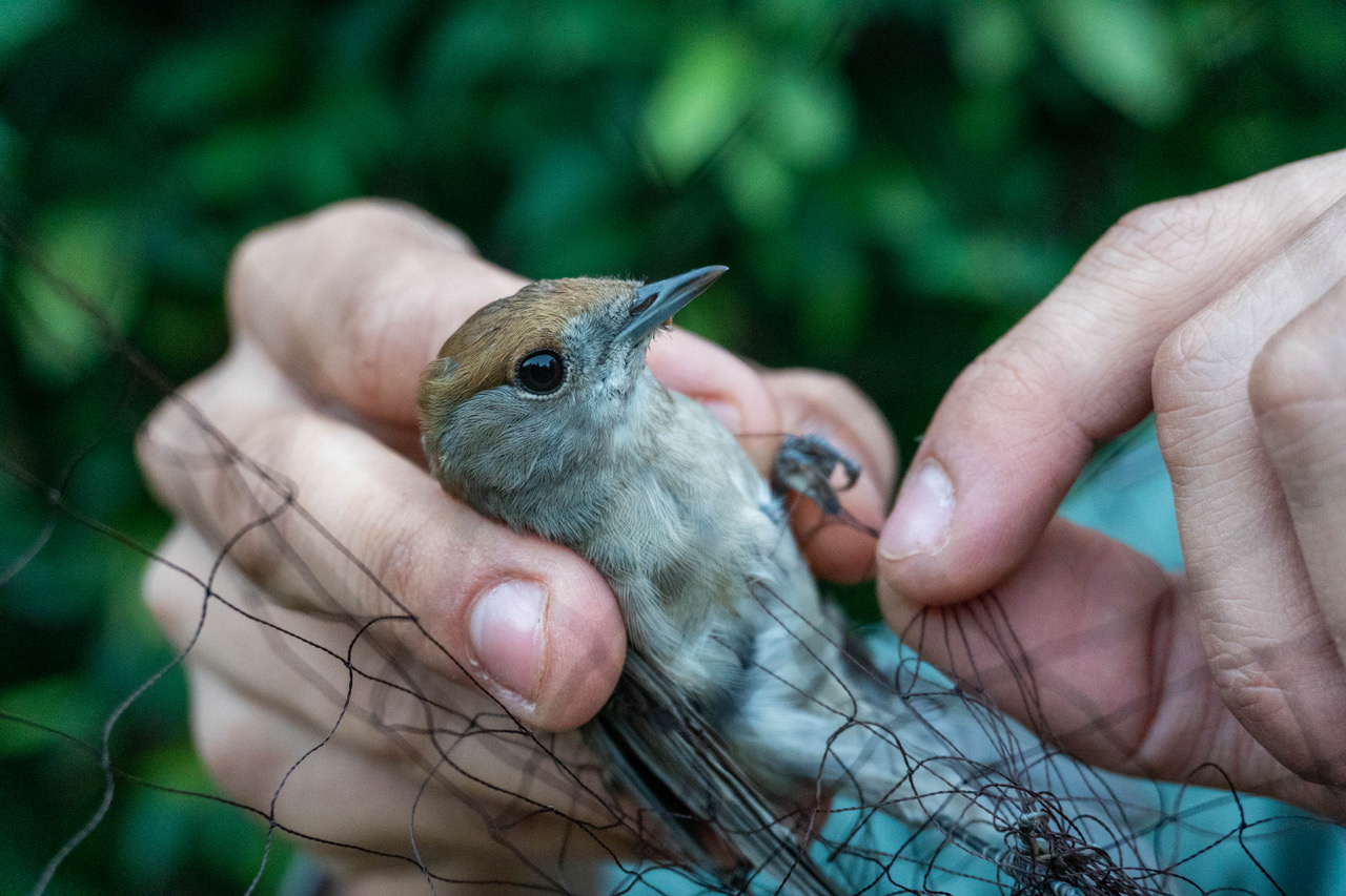 Illegal bird trapping in Cyprus soars 90%, conservationists warn