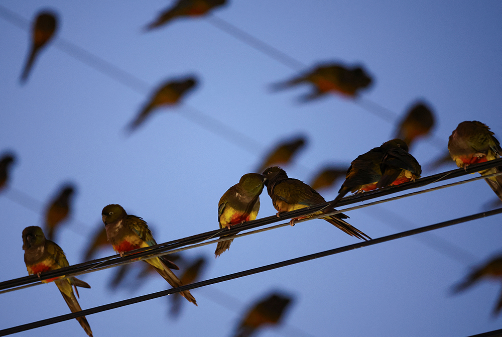 Argentine town under siege by squawking, power-cutting flock