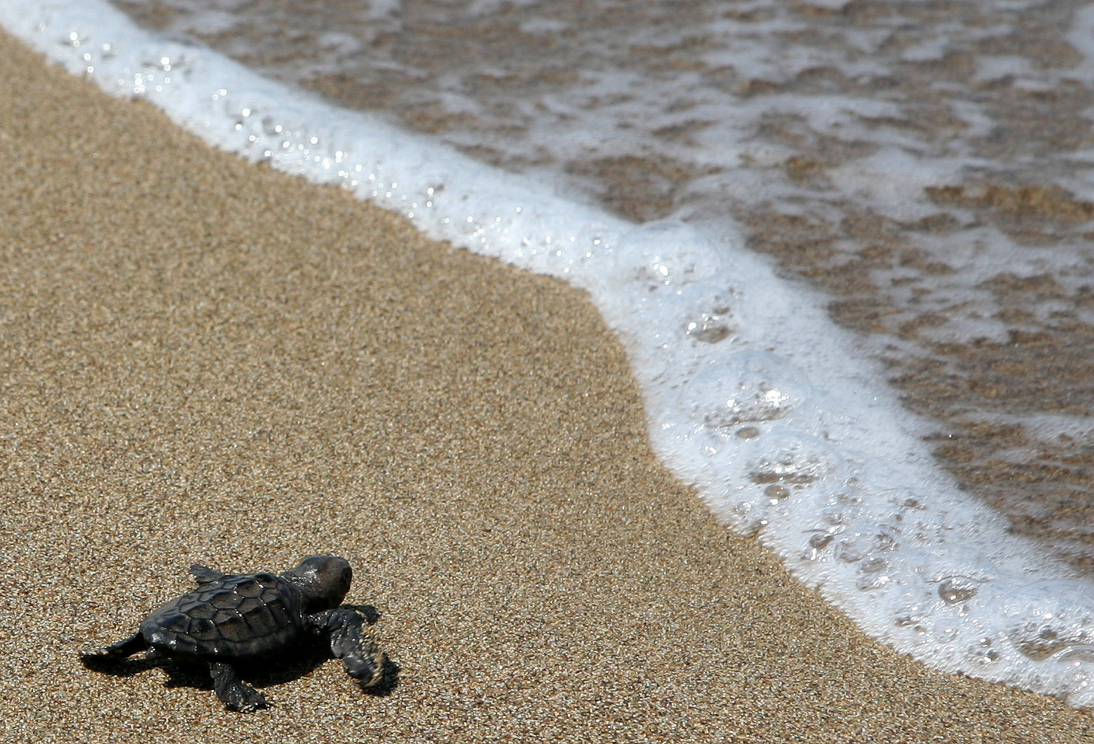 Polis beach bar demolished after turtles endangered