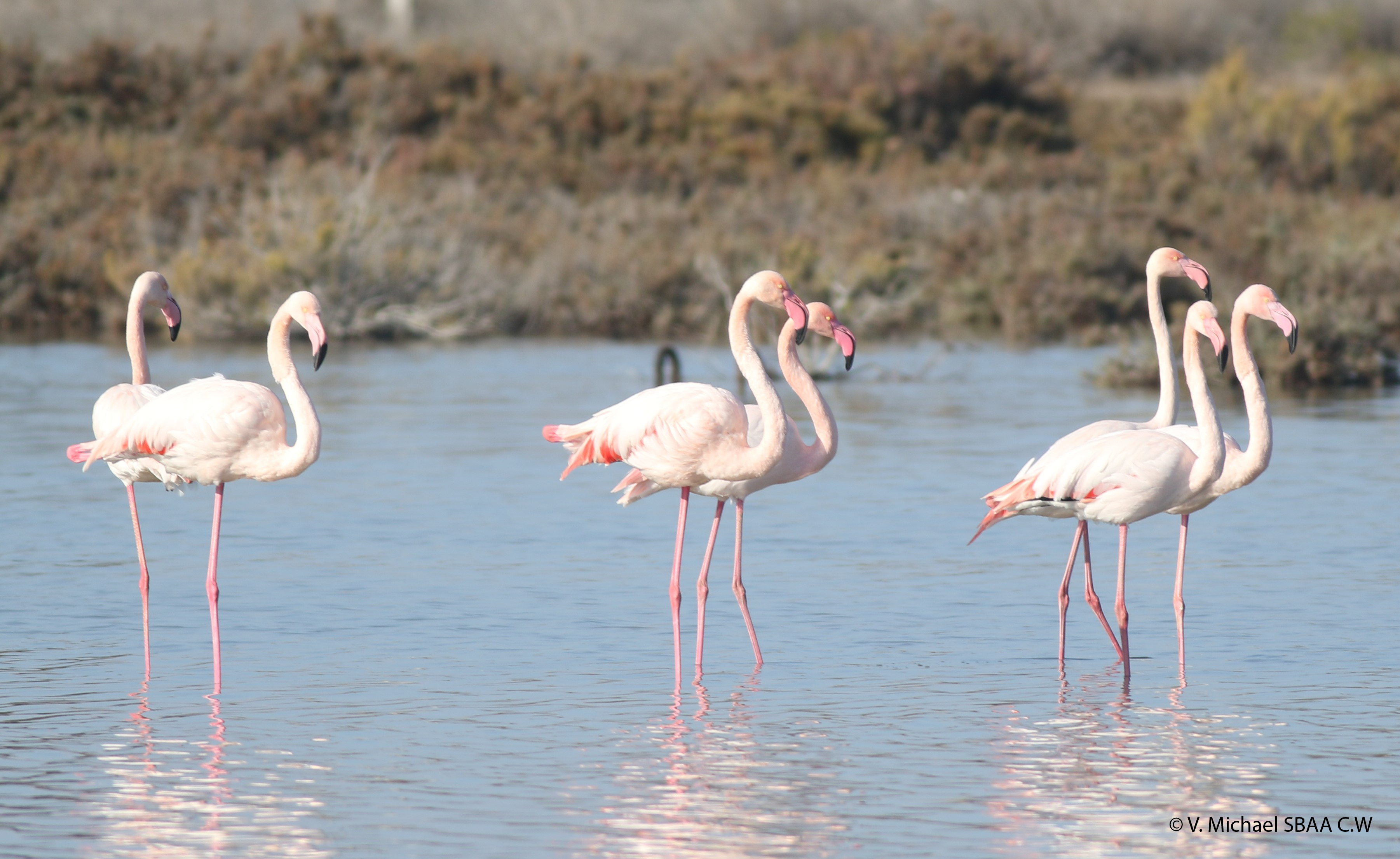 Hundreds of flamingos return to Akrotiri salt lake