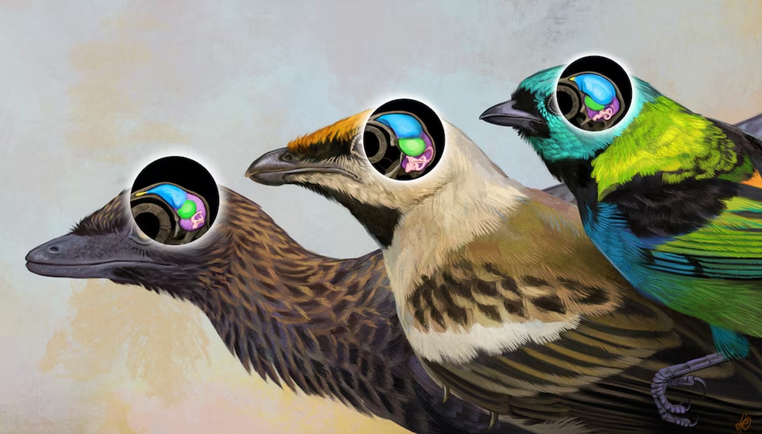 ‘One-of-a-kind’ skull fossil from Brazil reveals bird brain evolution