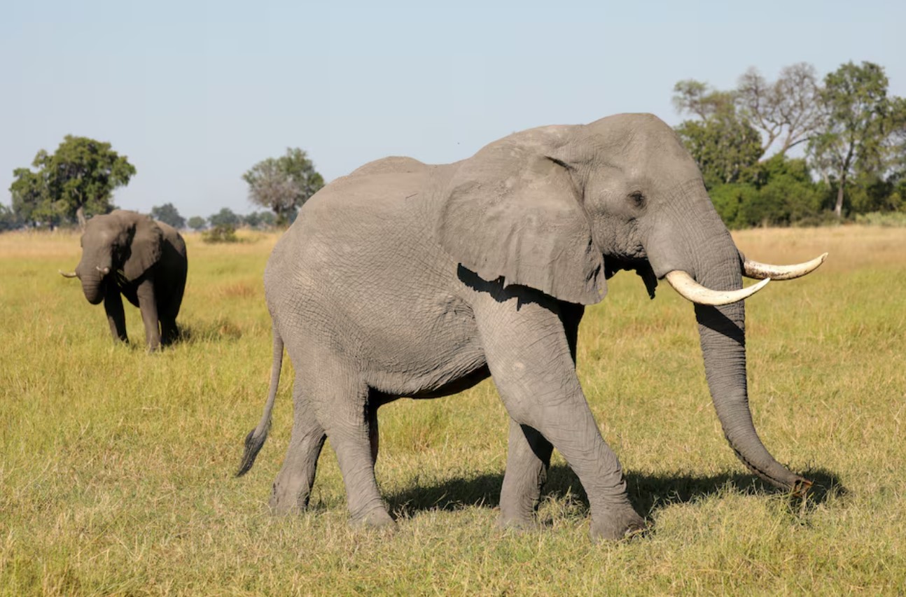 Researchers document huge drop in African elephants in a half century