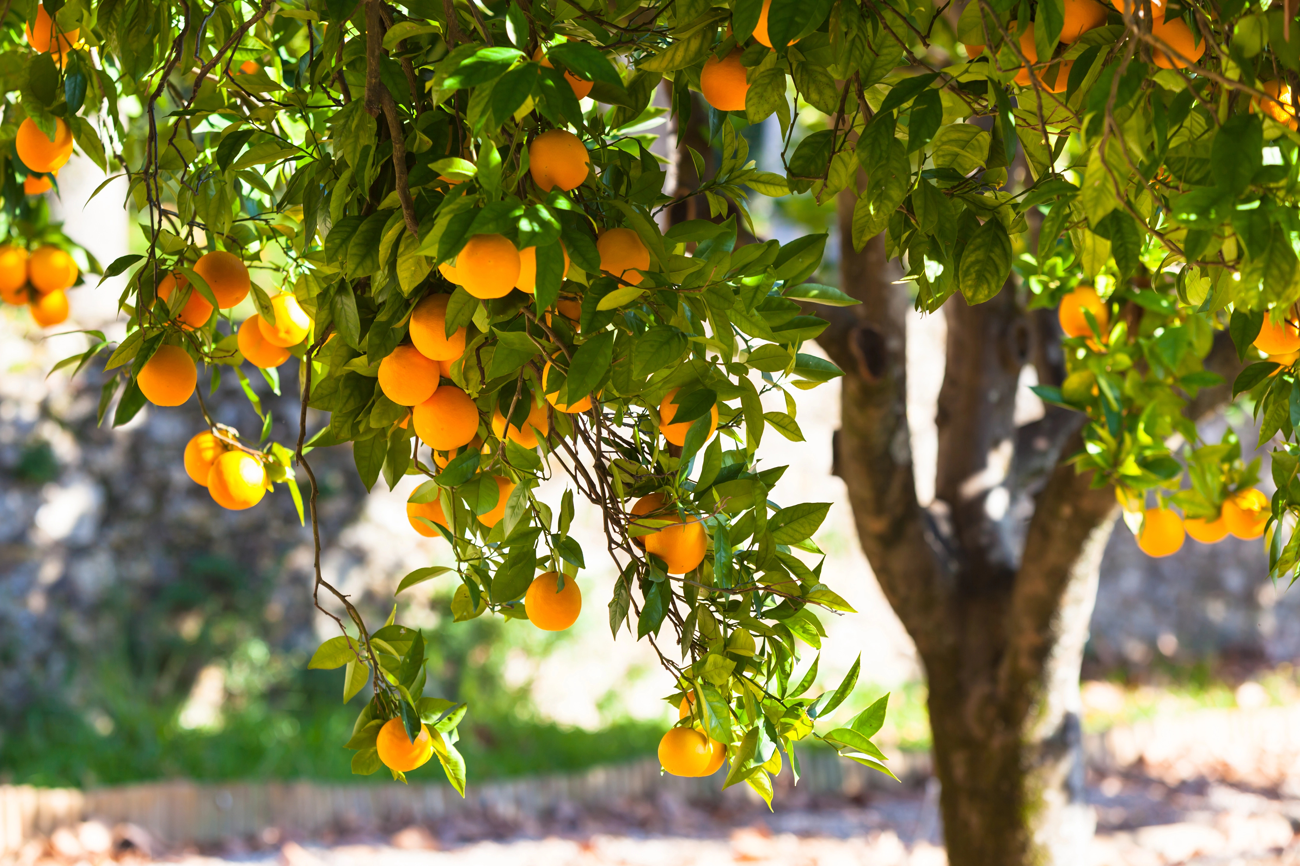 Will our children still know the scent of Cyprus orange blossoms?