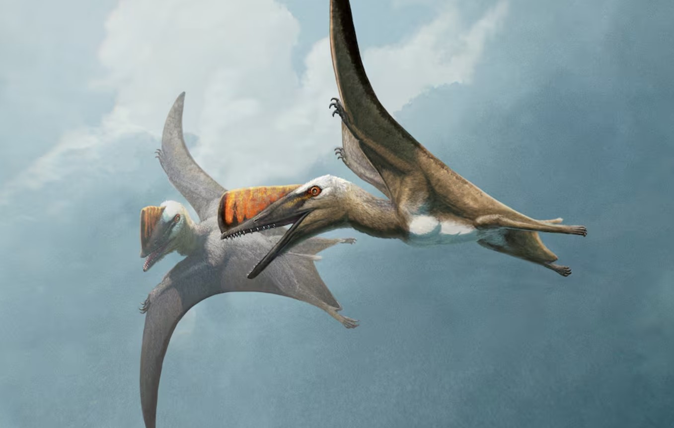 Fossil from Germany unlocks history of ancient flying reptiles