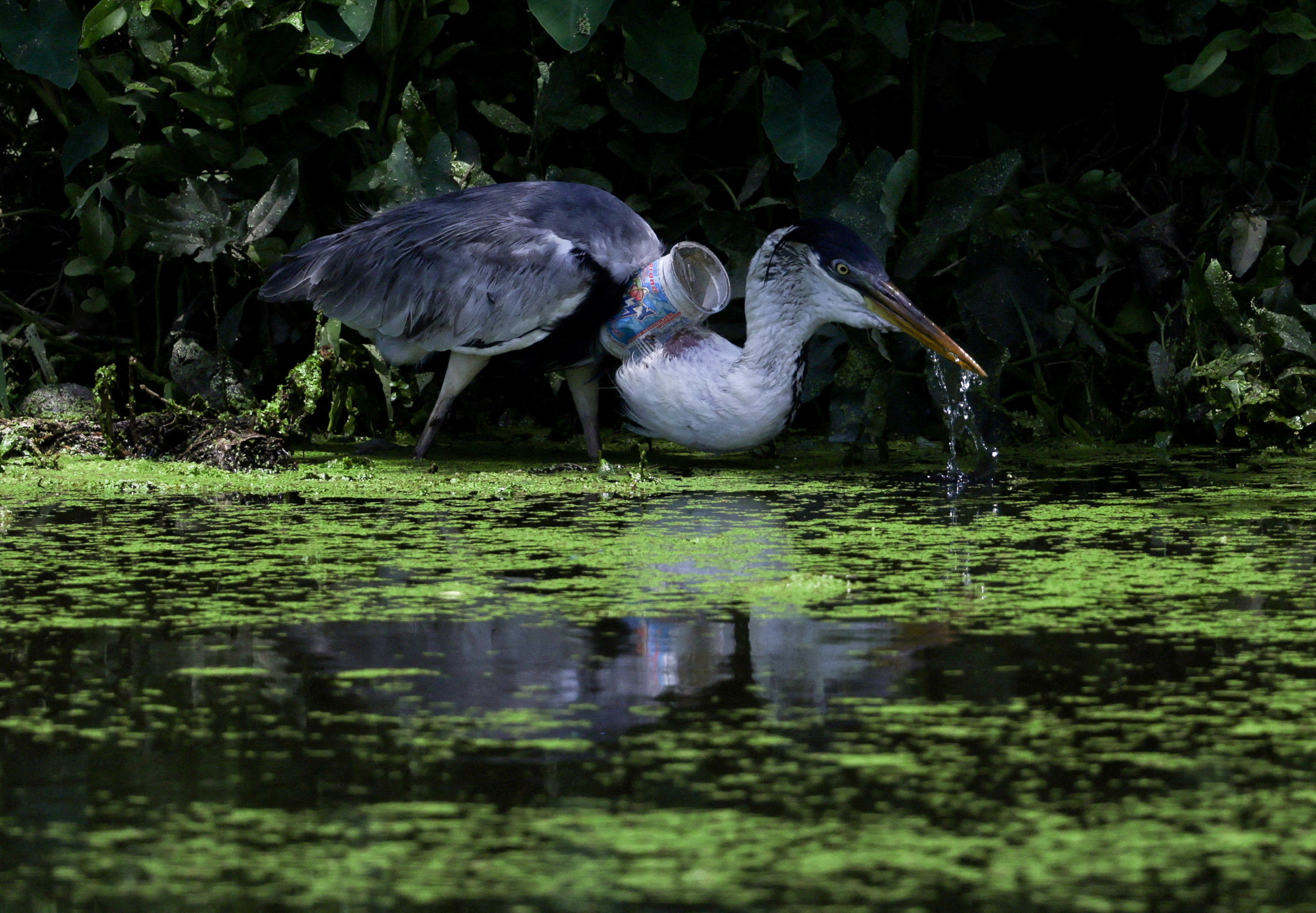 image Brazil heron takes flight after plastic cup removed from throat