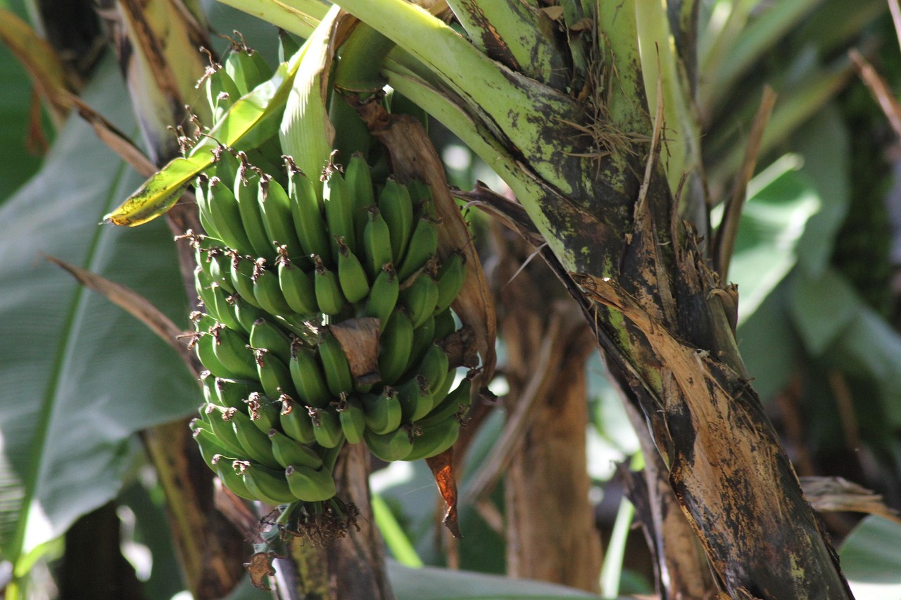 Paphos banana farmers anxious over water supply