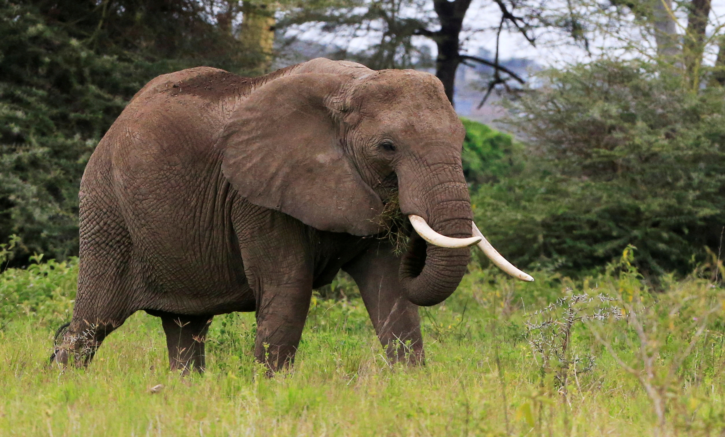 Elephants cannot sue to get out of the zoo, Colorado’s top court rules