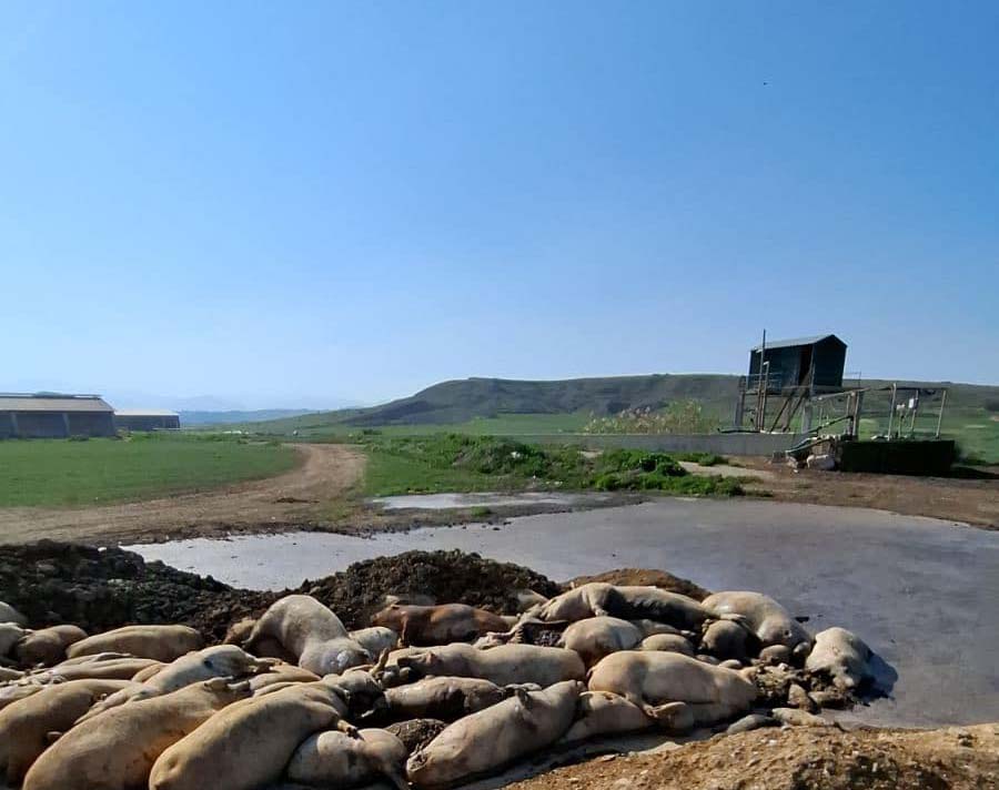 ‘No risk of contaminated meat on market’ after pigs dumped