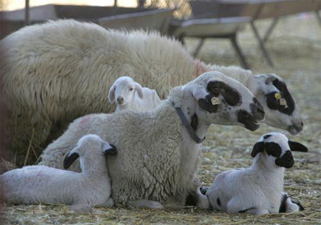 Dead animals found in Nicosia village